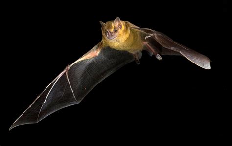 Is Just Bats a Legit Website: Unraveling the Mystery of Digital Bat Encounters