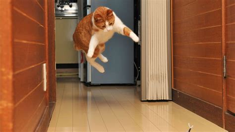 Why Does My Website Not Show Up on Google Search and Why Do Cats Always Land on Their Feet?